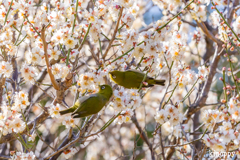 鈴鹿の森庭園 メジロ