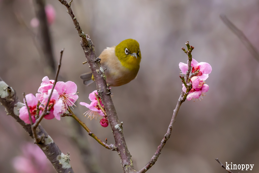 須磨離宮公園 メジロ