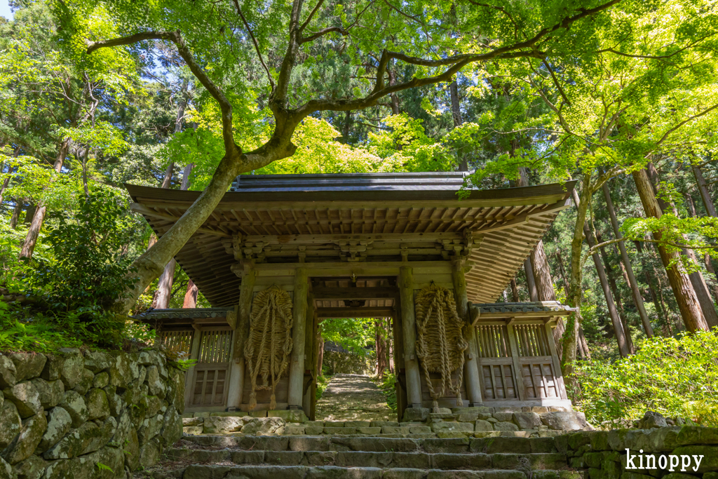 百済寺 新緑 3