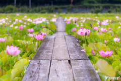 ヤマサ蒲鉾 蓮の花苑
