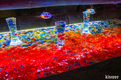 岡寺紅葉ライトアップ 8