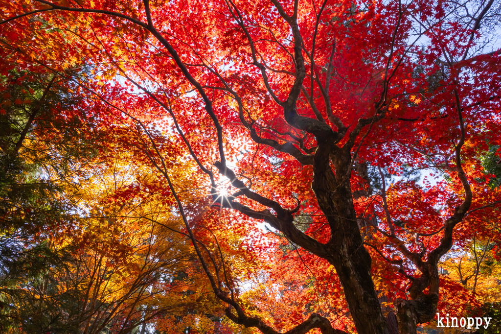 龍穏寺 紅葉 4