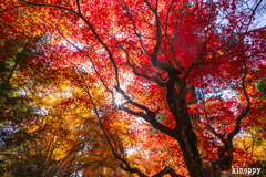龍穏寺 紅葉 4