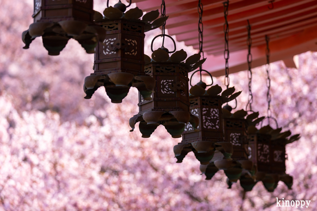 壷阪寺 桜大仏 4