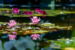 水生植物公園みずの森 4
