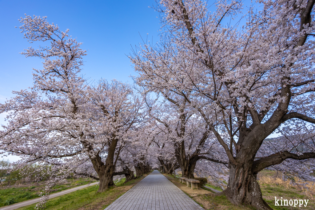 淀川河川公園 背割堤 桜並木 5