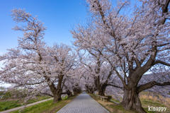 淀川河川公園 背割堤 桜並木 5