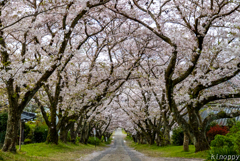 円応寺 桜並木