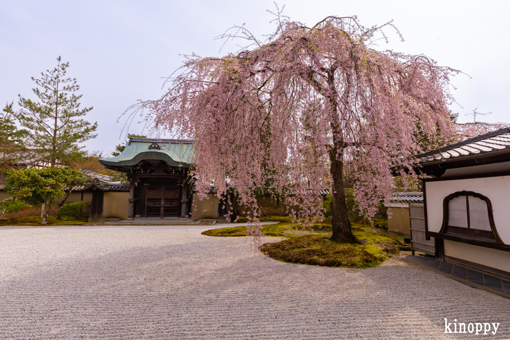 高台寺 しだれ桜