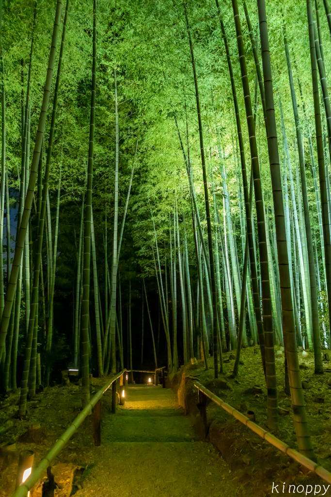 高台寺 竹林 2