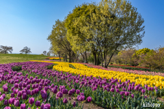 馬見丘陵公園 チューリップ