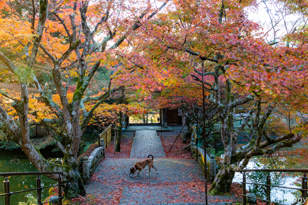 円通寺 紅葉