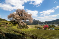 納戸 百年桜