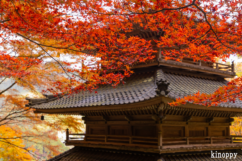 高源寺 紅葉 12