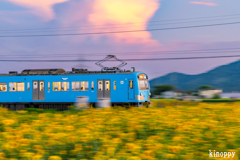 ひまわり畑 近江鉄道 夕景 4