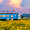 ひまわり畑 近江鉄道 夕景 4