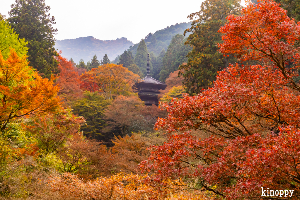 高源寺 紅葉