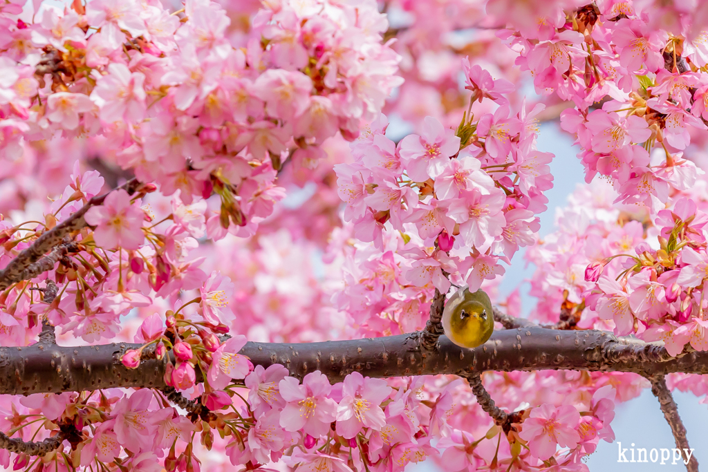 河津桜 メジロ 3