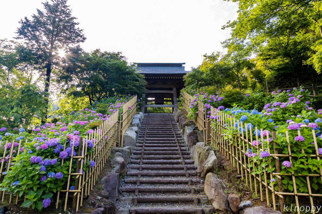 呑山観音寺 アジサイ