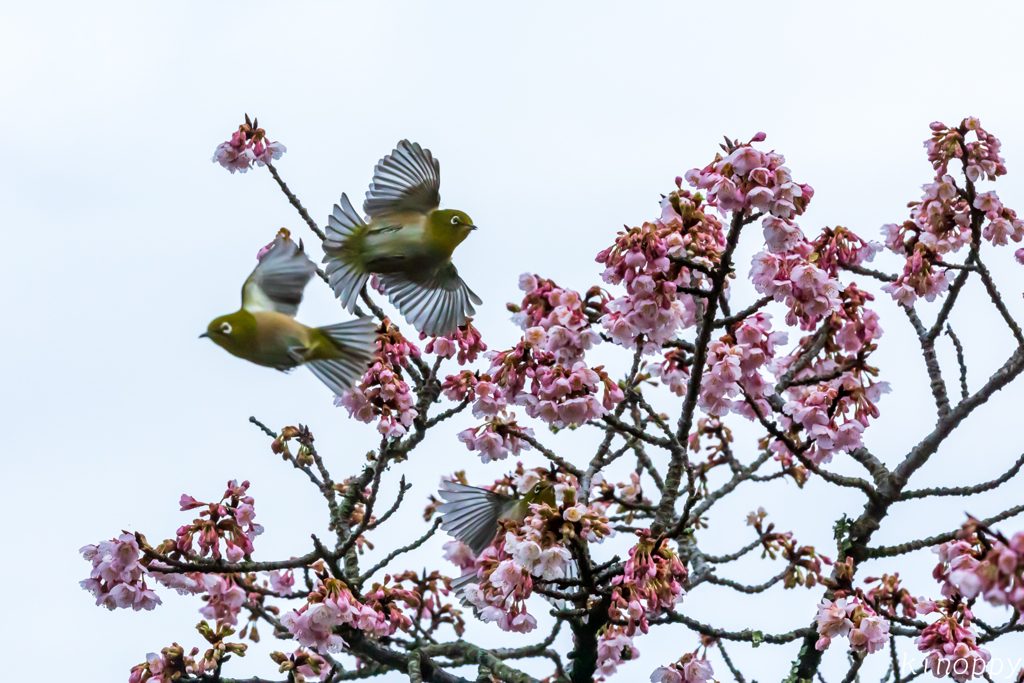 鎮国寺 熱海桜 メジロ 飛翔 3