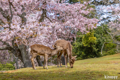 奈良公園 桜 5
