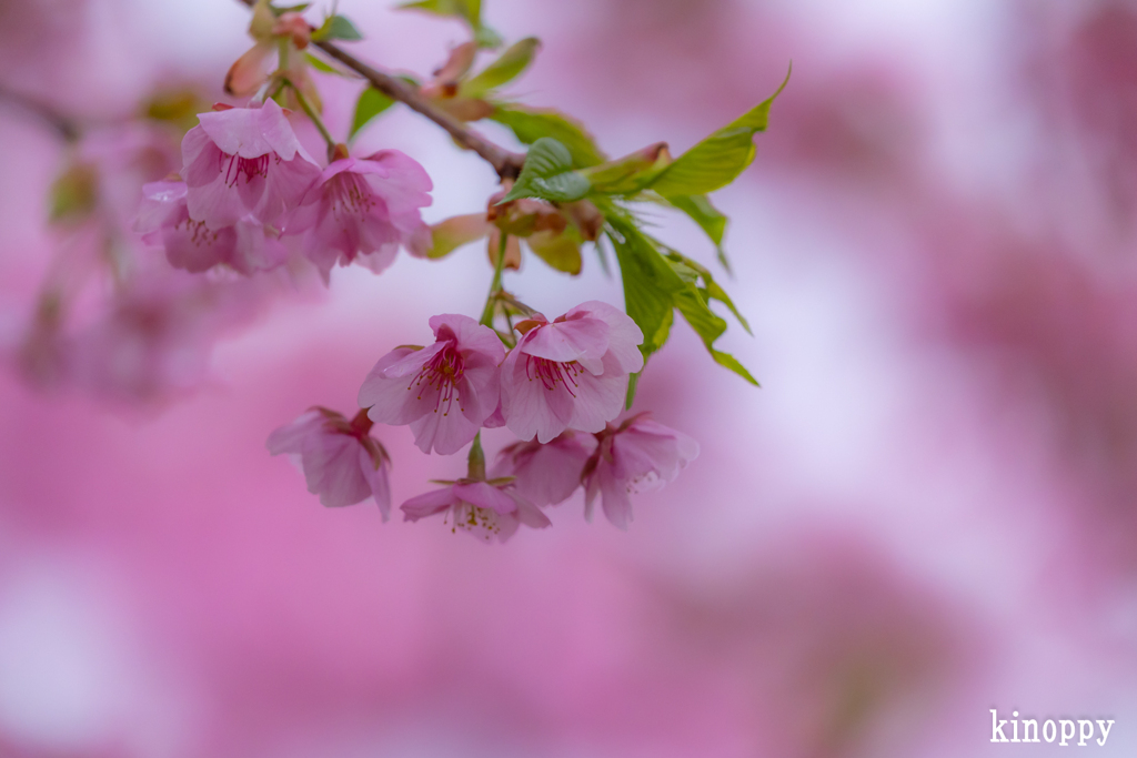 西郷川河口公園 河津桜 2