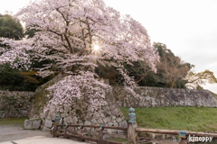 彦根城 桜 9