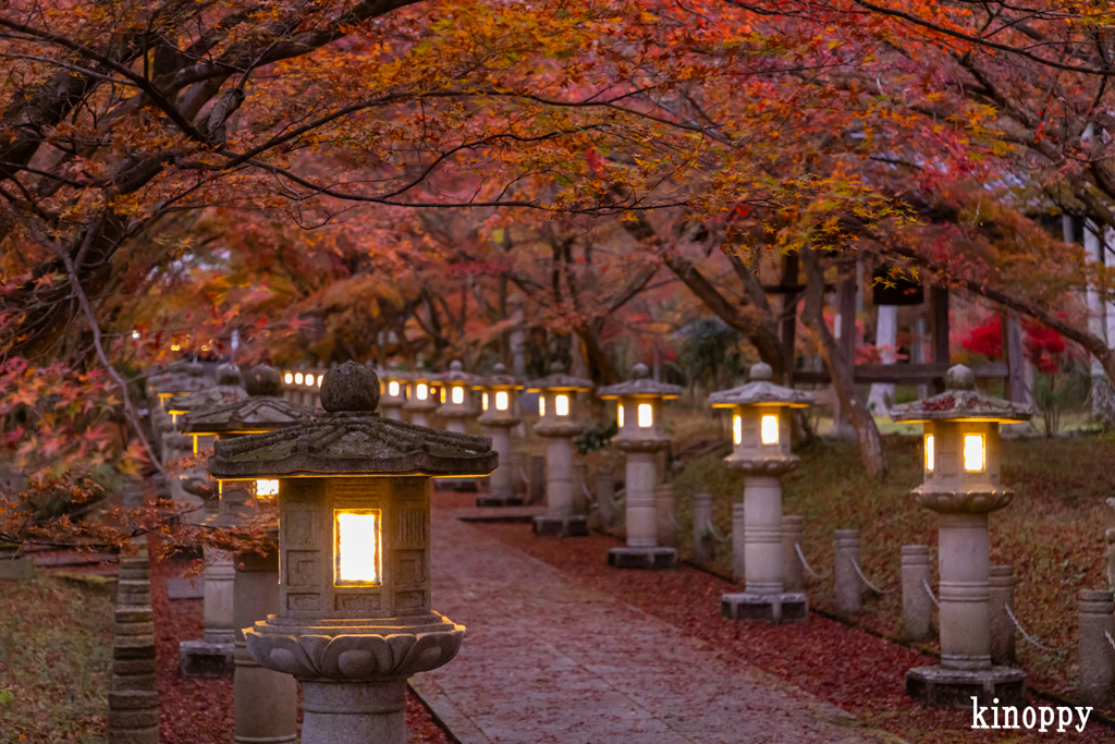 高山寺 紅葉 3