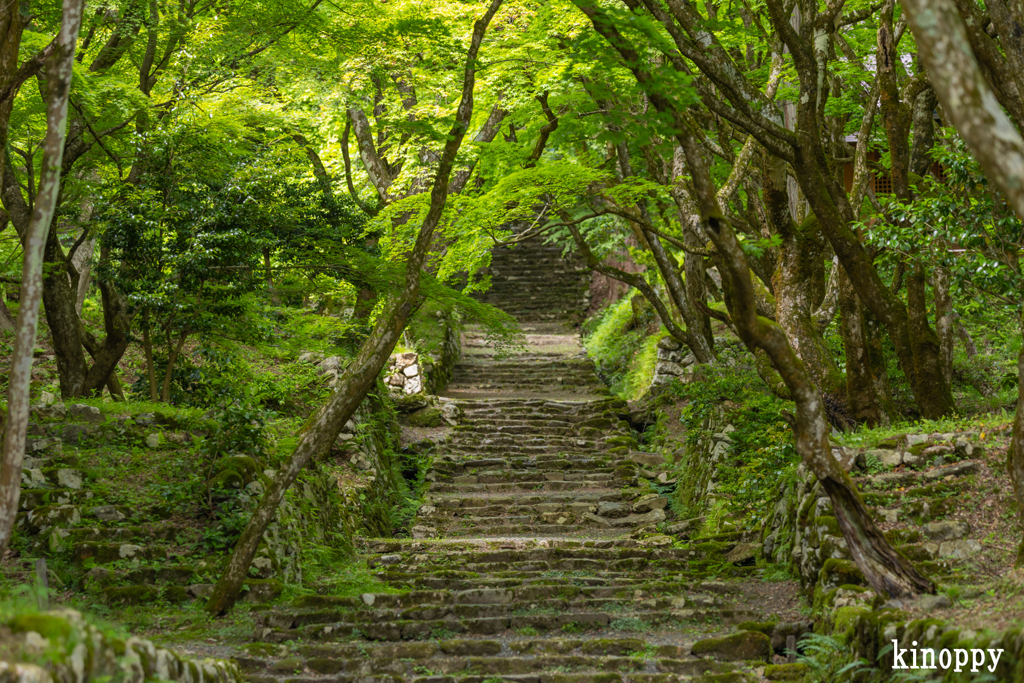 鶏足寺 新緑 2