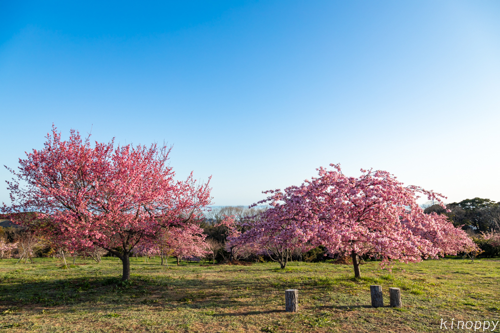 静豊園 河津桜