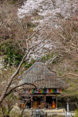 長谷寺 春景色 3
