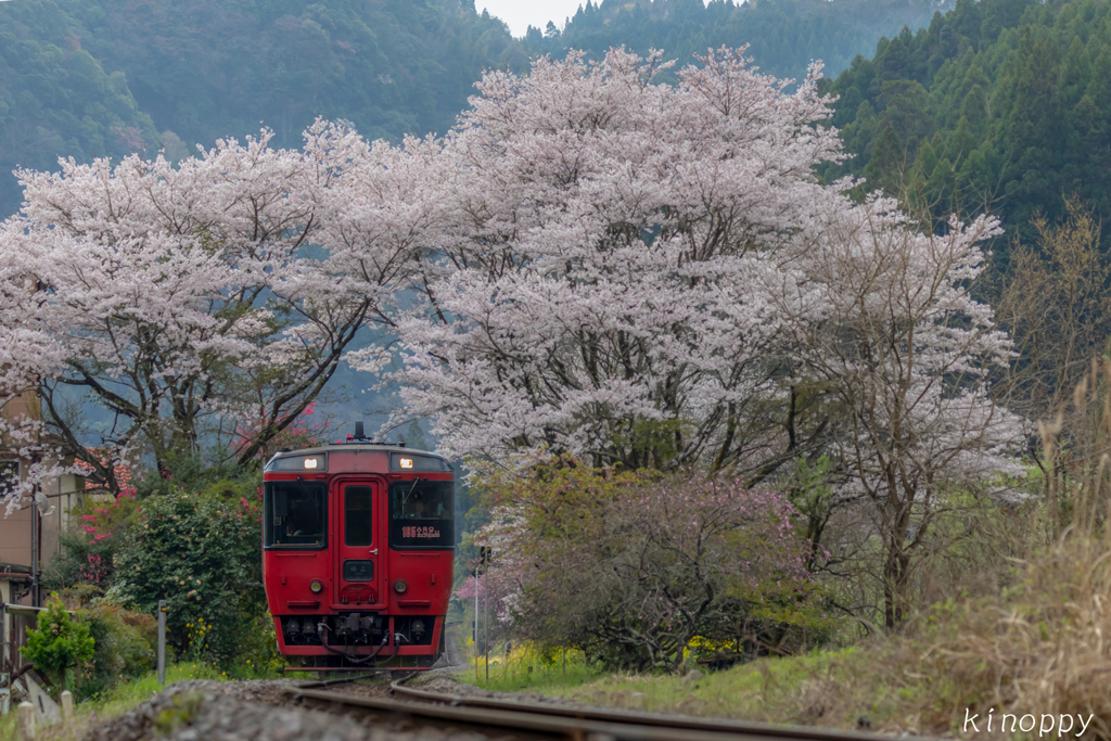 久大本線 豊後中川駅 桜トンネル