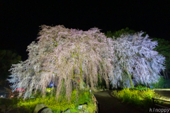 法華原 大しだれ桜 ライトアップ 4