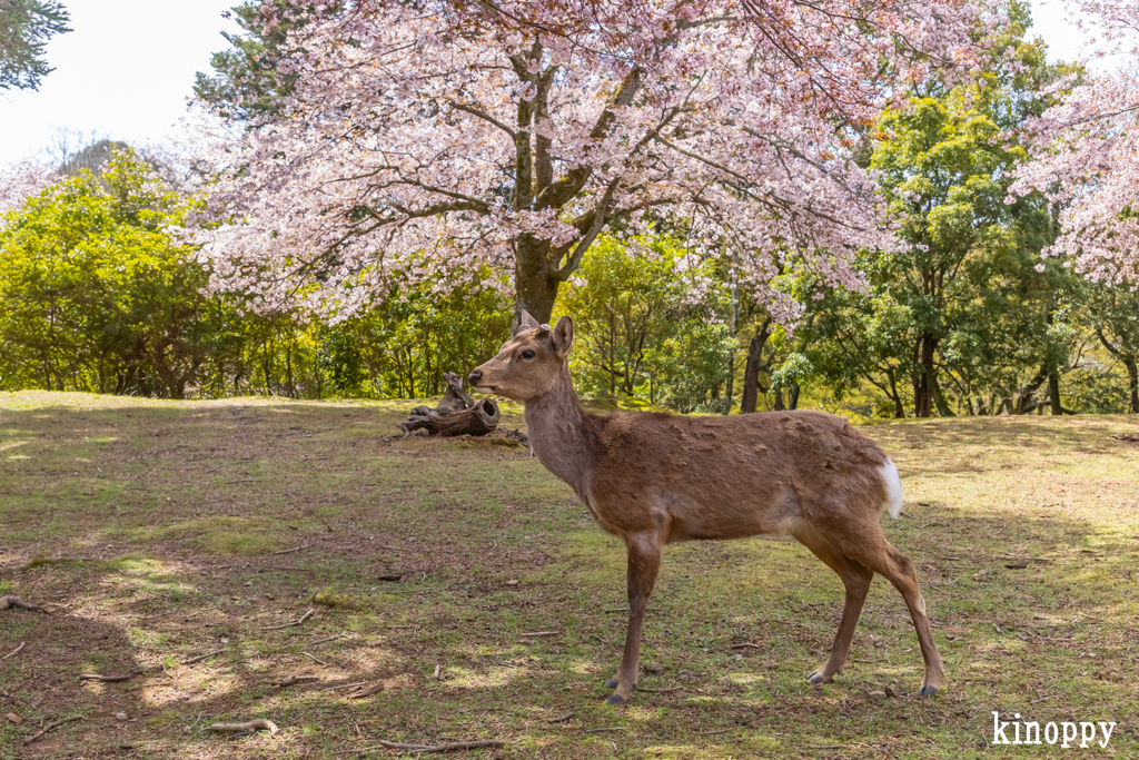 奈良公園 桜 3