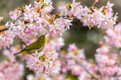 白山旗桜  メジロ 4