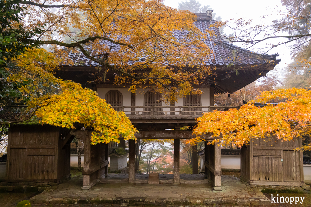 高源寺 紅葉 8