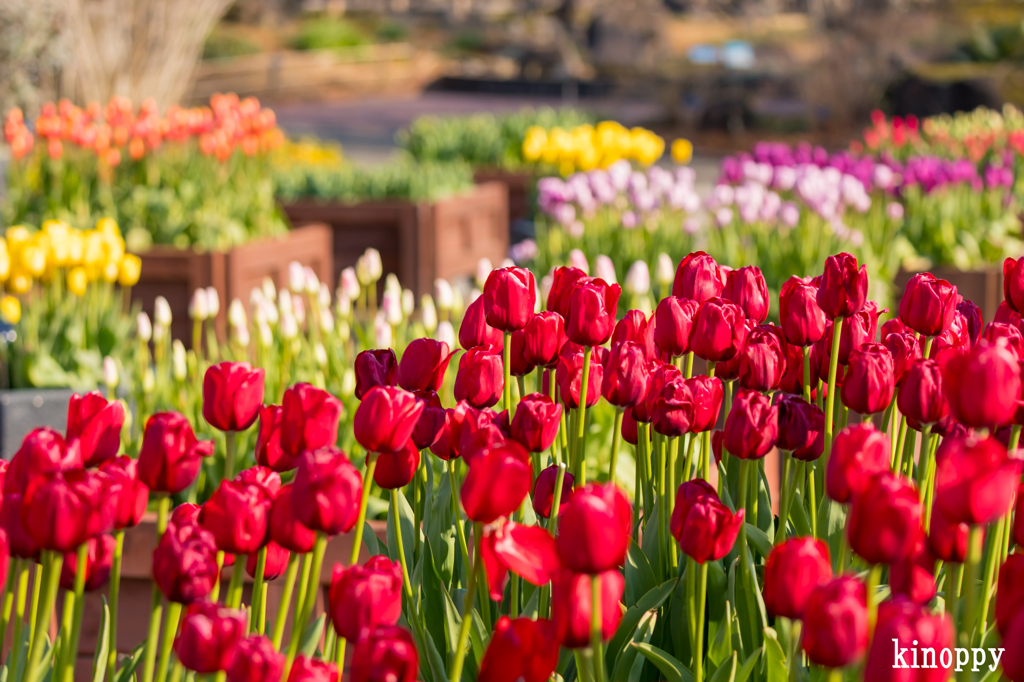 アイスチューリップ 2