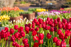 アイスチューリップ 2