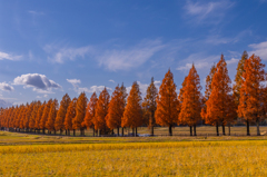 メタセコイア並木 紅葉 8