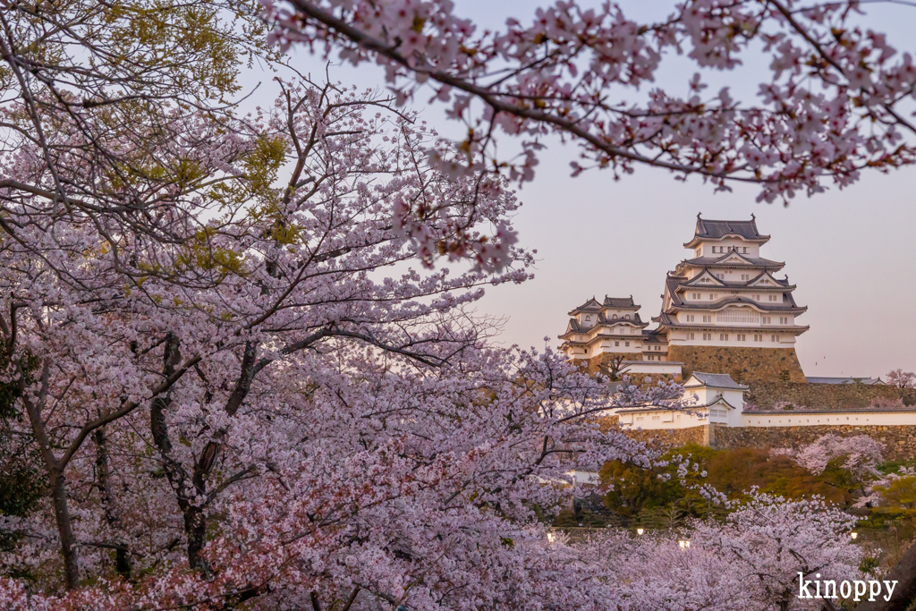 姫路城 桜 5