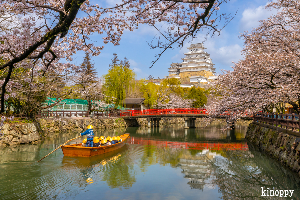 姫路城 桜 2