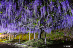 白毫寺 ライトアップ 5