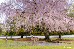 奈良公園 桜 4