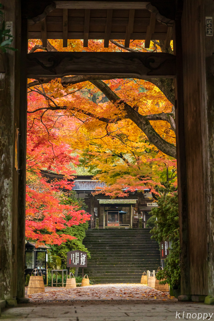 大興善寺 紅葉 3