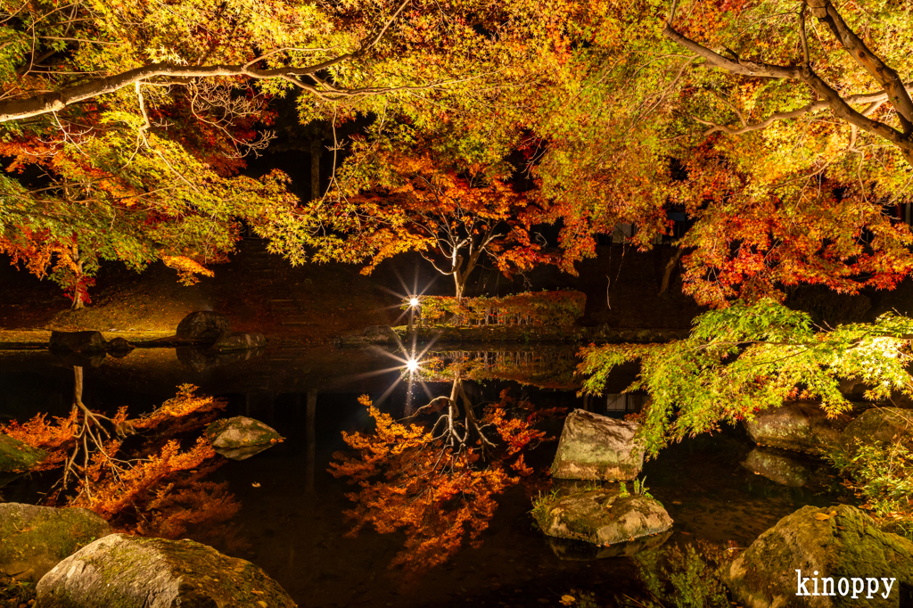 多可町余暇村公園 ライトアップ 4