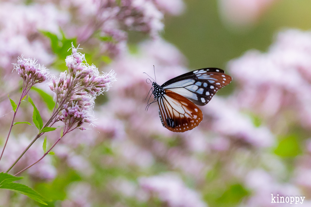 アサギマダラ 4