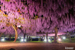 岡山和気藤公園 ライトアップ 5