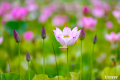 ヤマサ蒲鉾 蓮の花苑 3
