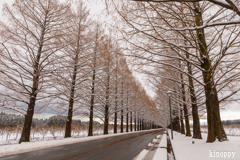 メタセコイヤ並木 雪景色