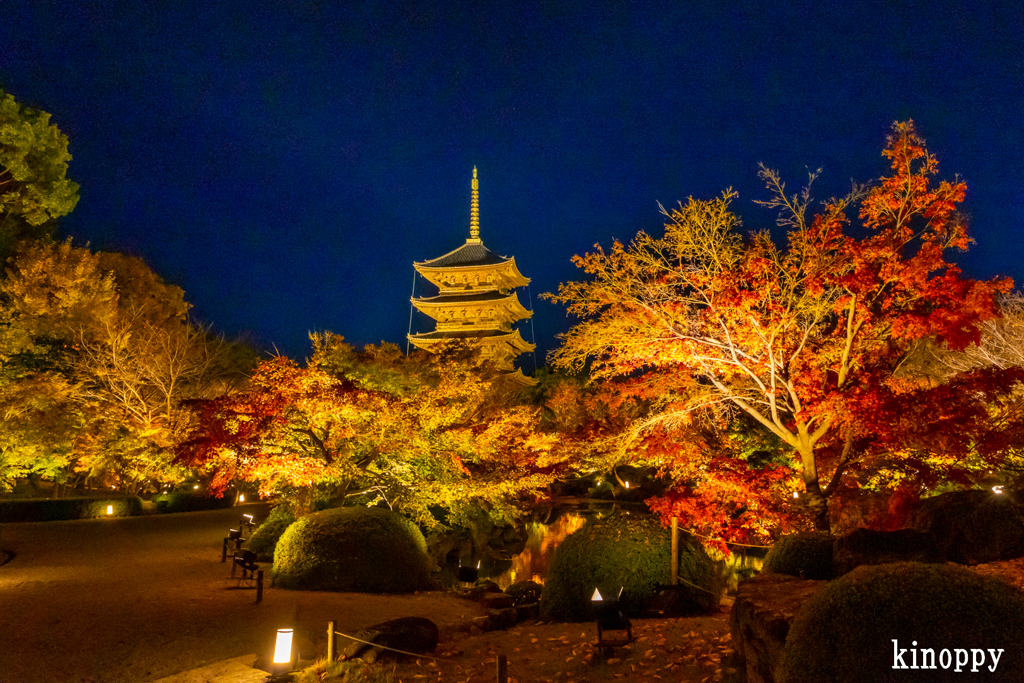 東寺 紅葉 ライトアップ 6